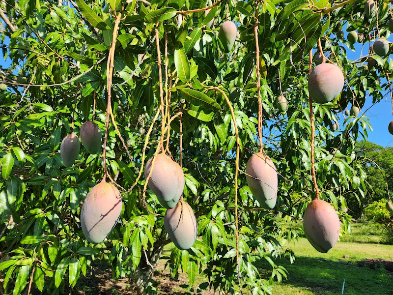 Miami shipper touts treeripe Florida mangoes this summer The Packer